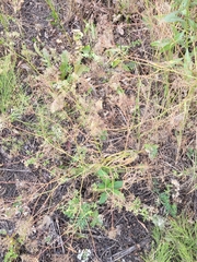 Falcaria vulgaris