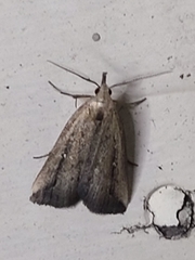 Macrochilo orciferalis