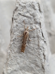 Agriphila geniculea