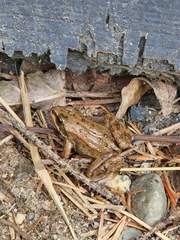 Rana luteiventris