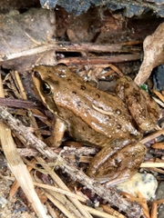 Rana luteiventris