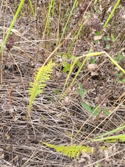 Filipendula vulgaris