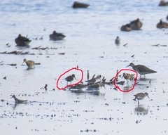 Calidris ferruginea
