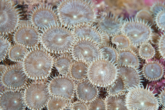 Palythoa heliodiscus