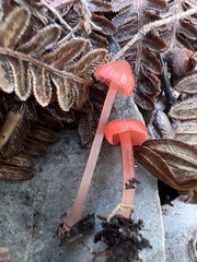 Mycena