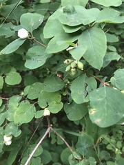 Symphoricarpos albus