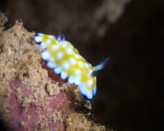 Goniobranchus vibratus