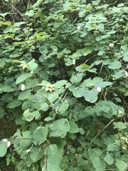 Symphoricarpos albus