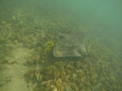 Myliobatis tenuicaudatus