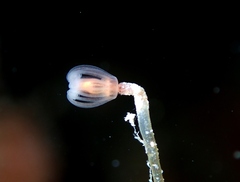 Ectopleura