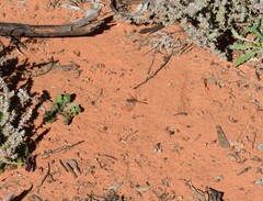 Diplacodes bipunctata