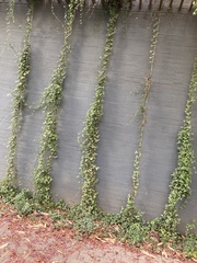 Senecio macroglossus