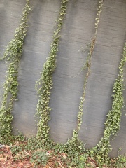 Senecio macroglossus