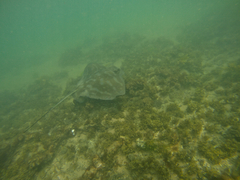 Myliobatis tenuicaudatus