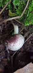 Agaricaceae