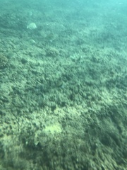 Acanthurus triostegus