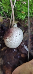 Agaricaceae