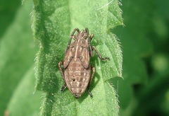 Stictopleurus punctatonervosus