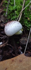 Agaricaceae