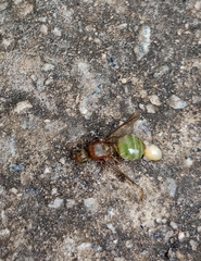 Oecophylla smaragdina