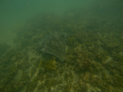 Myliobatis tenuicaudatus