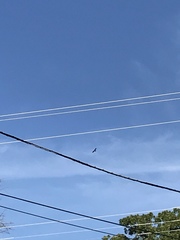 Ictinia mississippiensis