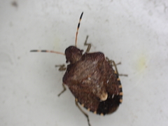 Peribalus strictus vernalis