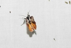 Eudryas brevipennis