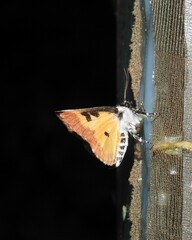 Eudryas brevipennis