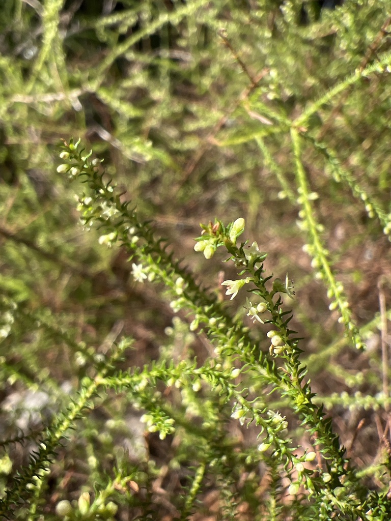 Dielsiodoxa lycopodioides