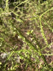 Dielsiodoxa lycopodioides