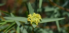 Pimelea microcephala microcephala