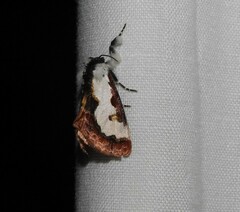 Eudryas brevipennis