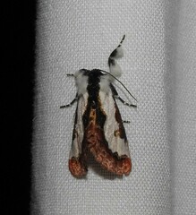 Eudryas brevipennis