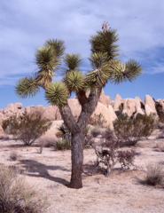 Yucca brevifolia