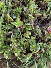Hibbertia obtusifolia