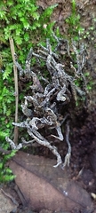 Xylaria