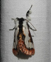 Eudryas brevipennis