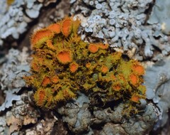 Teloschistes chrysophthalmus