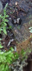 Xylaria