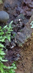 Xylaria