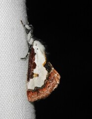 Eudryas brevipennis