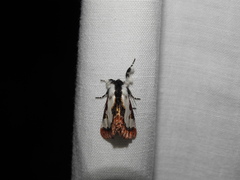 Eudryas brevipennis