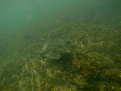 Myliobatis tenuicaudatus