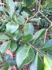 Psidium cattleyanum