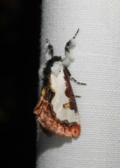 Eudryas brevipennis