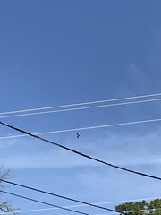 Ictinia mississippiensis