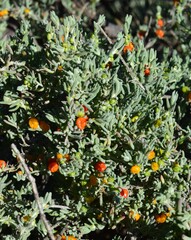 Enchylaena tomentosa