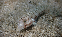 Gnatholepis cauerensis