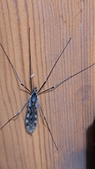 Tipula abdominalis